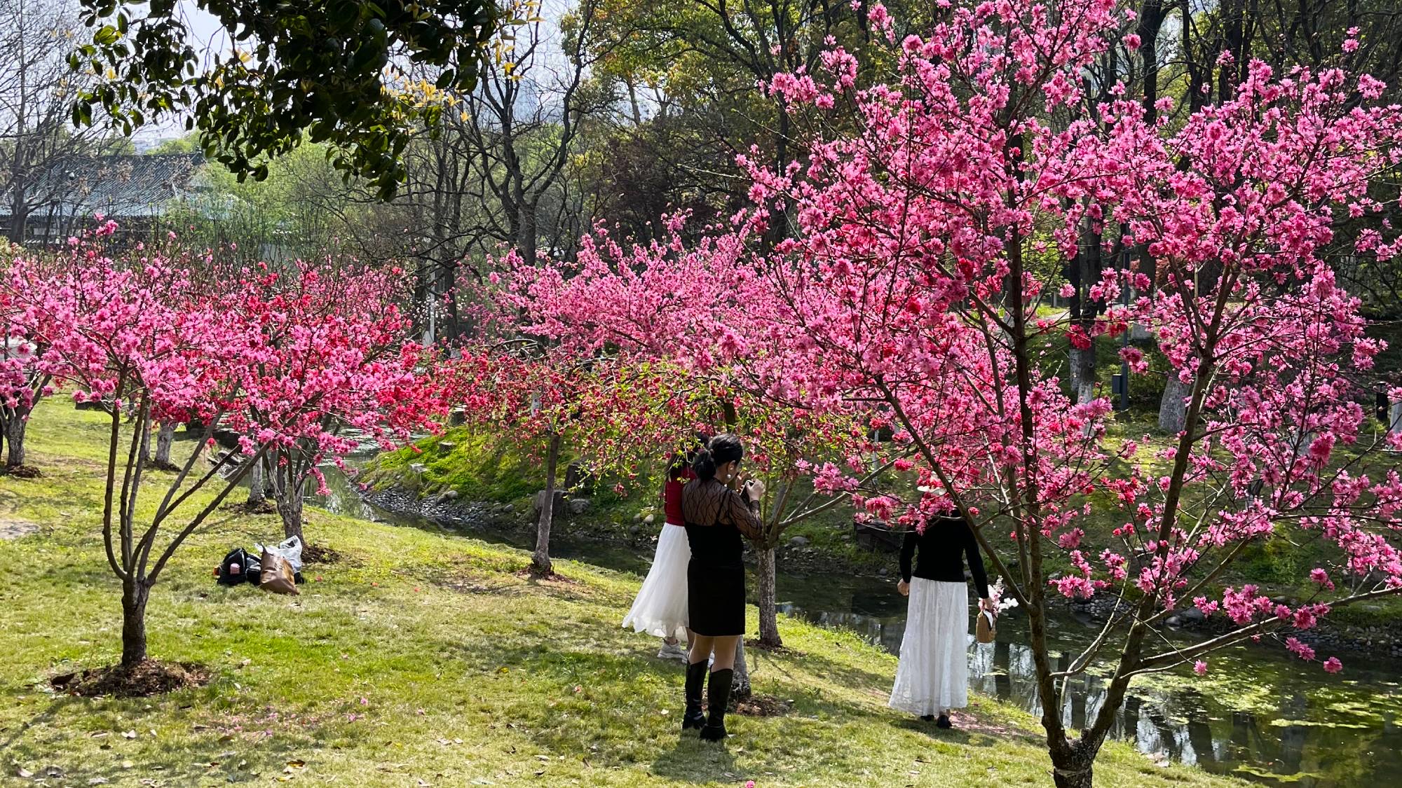 Cherry blossom was in full bloom during late March, particularly prevalent around Yue Lake.