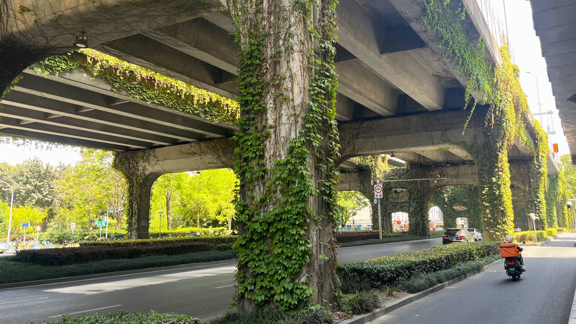 All across Chengdu you will find the highways and flyovers intentionally covered with leafy green vegetation.