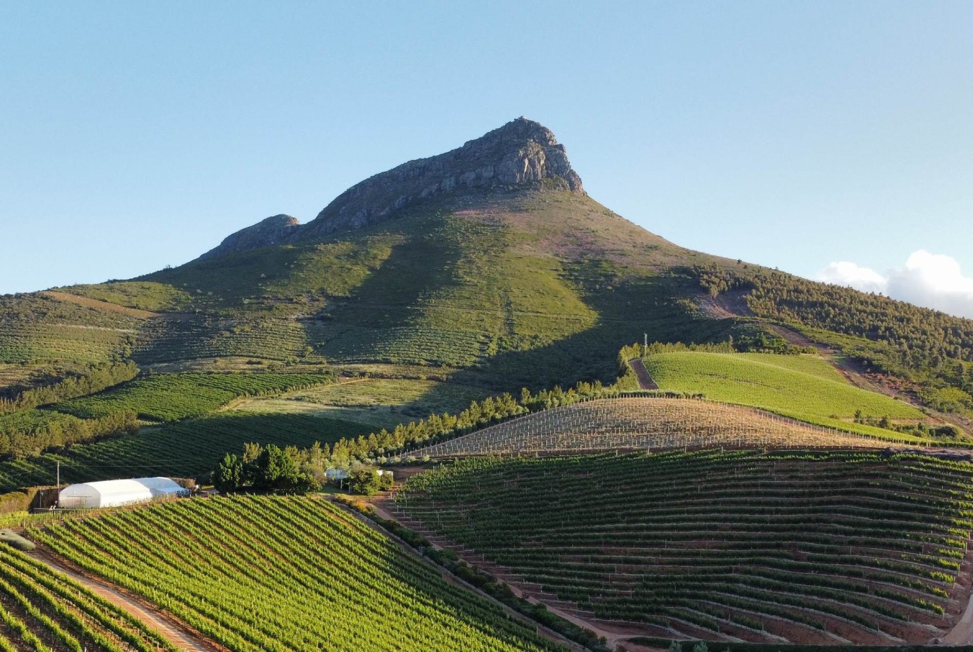 Explore the Cape Winelands