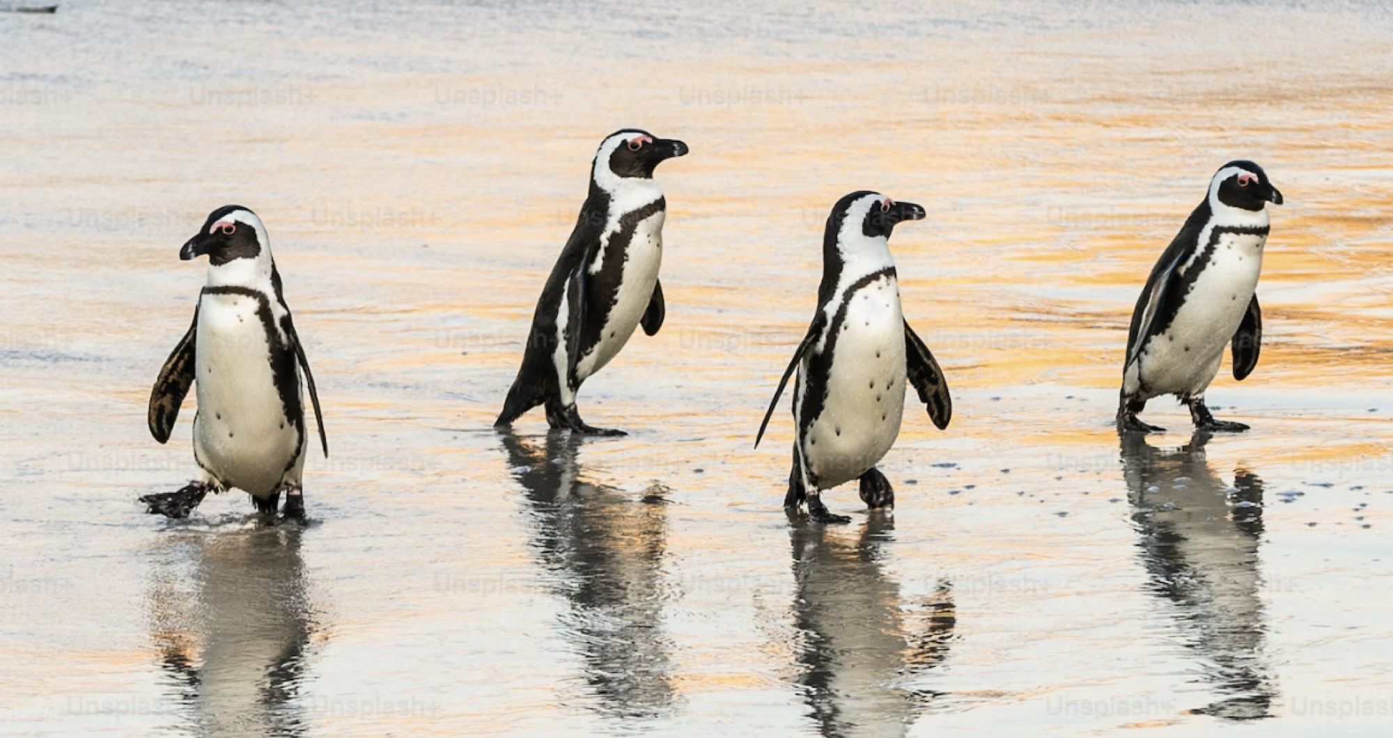 Head to Boulders Beach