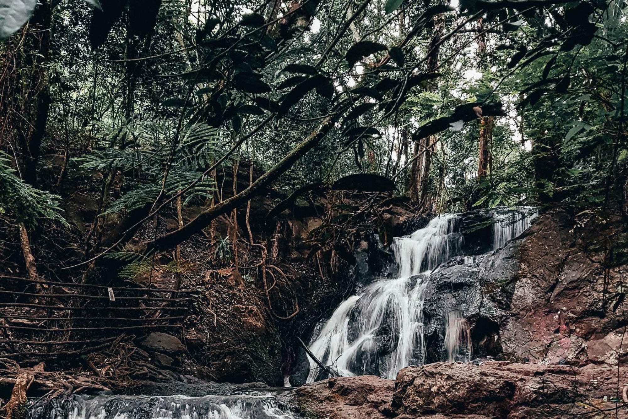 Run or cycle in Karura Forest