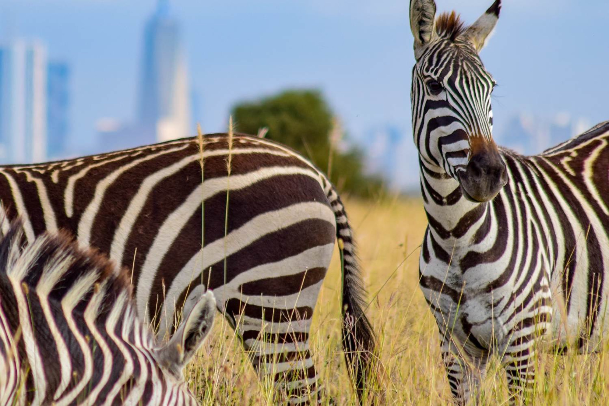 Take a safari in Nairobi National Park