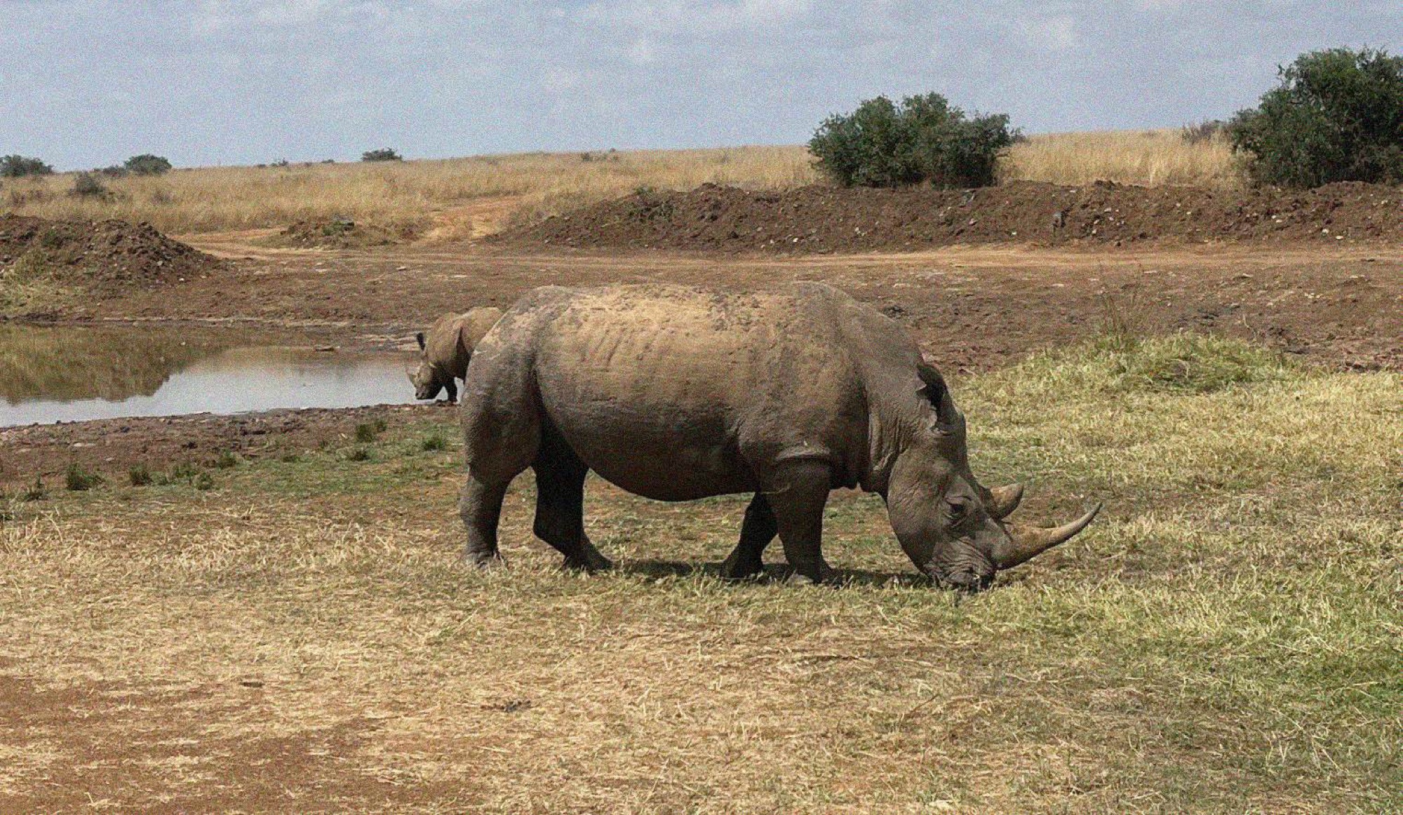 One of the largest Rhinos currently in the Nairobi National Park safari.